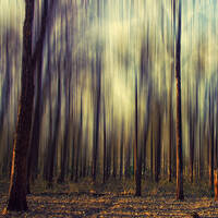 Wildest Dreams (recorded with the phone) by Basil Jones