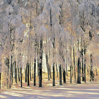 Winter Tale by Daka Buch
