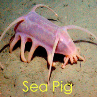 Sea Pig by Steve Chenlz