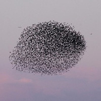 Flock (free download) by Ross Alexander