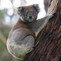 &quot;Why your picture is a koala?&quot; - august 2011 - Mix By Loulito The Yob by LOULITO THE YOB (epsylonn squad)
