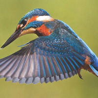 Mary Oliver - Kingfisher by Warriorpoets