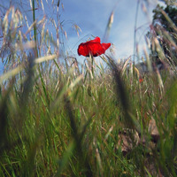 Meadow Dream by SlowDeepBreath