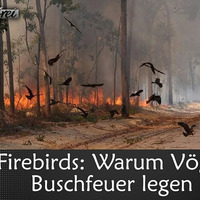 Firebirds_ Warum Vögel Buschfeuer legen by NuoFlix