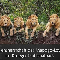 Die Schreckensherrschaft der Mapogo-Löwen-Bande im Krueger Nationalpark by NuoFlix
