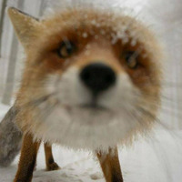 The journey d a fox in the snow by Jocelyn Osmosis