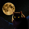 The Night Cat