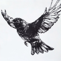 Blackbird by yostos