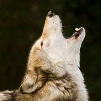 Einsamer Wolf by BY MJP