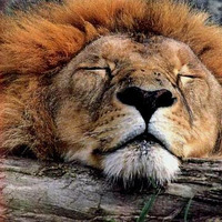 The Tokens - The Lion Sleeps Tonight (kASPLATTY REMIX) by kASPLATTY