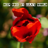 Deep Rose 2016 by lula's world