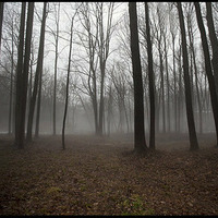NUBUNTU  (Forest session) by Audio Goo  (Seraphim)