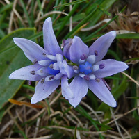 2020.15 Spring Squill by Spinovator