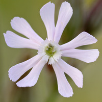 2020.27 Night-Flowering Catchfly by Spinovator