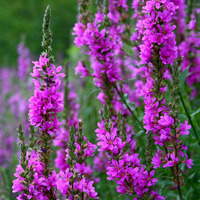 2020.29 Purple Loosestrife by Spinovator