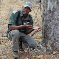 BALULE NATURE RESERVE - Greenfire Lodge - Ranger JIKA TIBANA - [ SOUTH AFRICA ] by Radio X Interviews