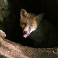~ Fox in a Cave ~ by ~ Jesus Wolf ~