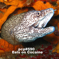PCP#590... Eels on Cocaine.... by Pete Cogle's Podcast Factory