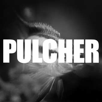 PULCHER // Amangold