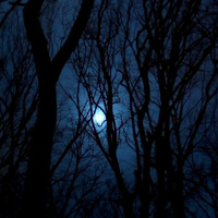 Dark Forest / rising Moon by DJ MAUER   stark wie ein Stier