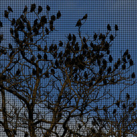Synthetic Birds v3 by Michu-Pichu