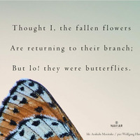 Scott Lawlor -  fallen butterflies (Naviarhaiku 336) by Naviar Records