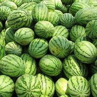 solophon - tunes for melons by Solophon