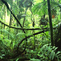 progressive jungle by Naskah