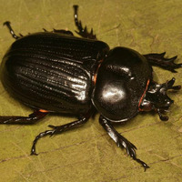 Elastic Beetles by Curtis Pea