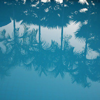 Palmbomen en wazige dromen by Elisabeth Barber