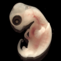 embryo by heerik