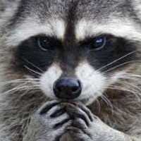 dj assult X dj robb   raccoon    robbs mash by djrobbpdx