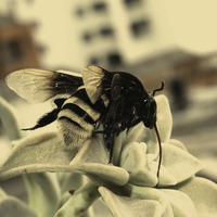 Bumblebee by Marion Schröder