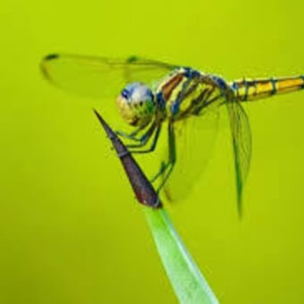 the durango dragonflies