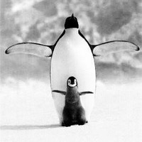 Pinguine  by DIMETHIC