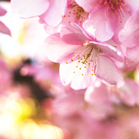 Cherry blossom dream by Phantom the east