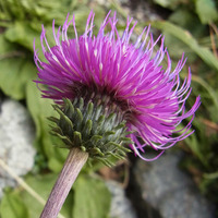 thistle song by State of X