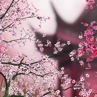 Sakura by HugaMan by Hugaman