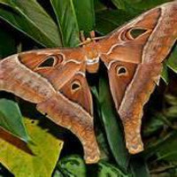 Connaissez-vous ces animaux -papillon hercule PAD by Frequence Sillé