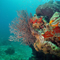 Underwater Strobes by Scar