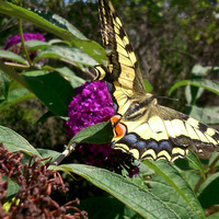 Papillon by David Marnay