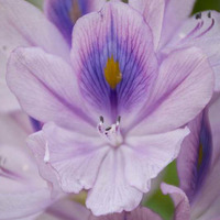 Lotus Purple by soundmodel