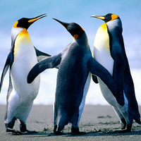 Polluted BEATS #39 Dancing With Penguins - Zito Man by Polluted BEATS