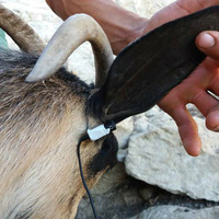 binaural-goat2-moulay-bouchta by  Wretched Ear Radio
