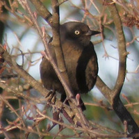 Audio ID puzzle- possible juvenile Cooper's Hawks (not seen) by RUBL333