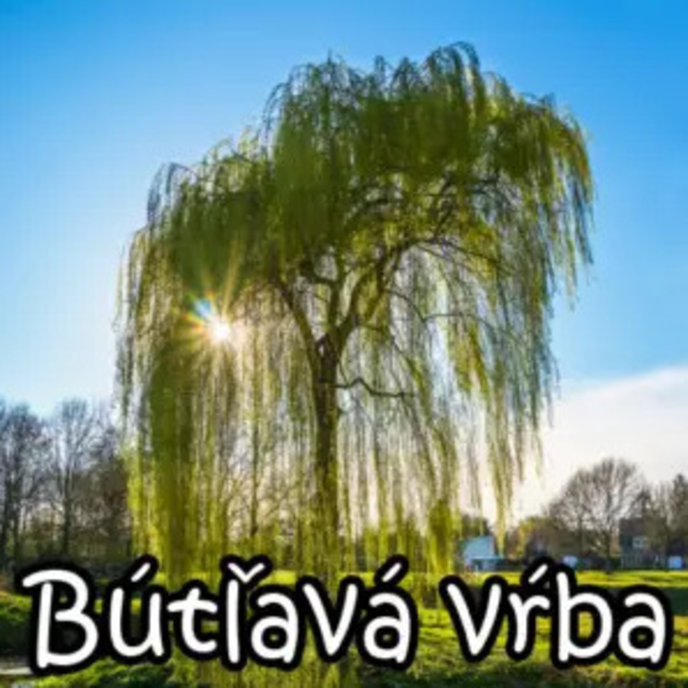 Bútľavá vŕba 117 - 2024-08-04 „Sláma u kravína“