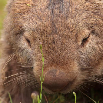 The Wombat Project