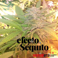 Efecto Séquito - #19 - 06-07-2018 by Efecto Séquito - FM Sonar 97.9