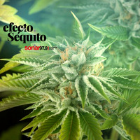 Efecto Séquito - #29 - 21-09-2018 by Efecto Séquito - FM Sonar 97.9