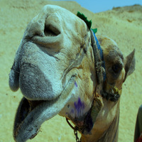 Camel Trip by 🤖  Deep Trance 7 🤖